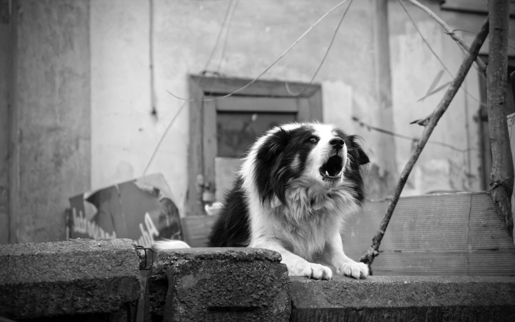 Picture of a collie type dog barking a warning, prompting the question 'How do I stop my dog from barking?'