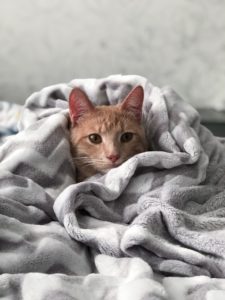 A picture of a ginger cat snuggled in a blanket. Perfect for scent swapping when introducing dogs to cats