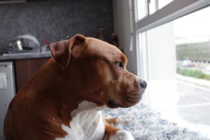 Dog with separation anxiety looking out of a window