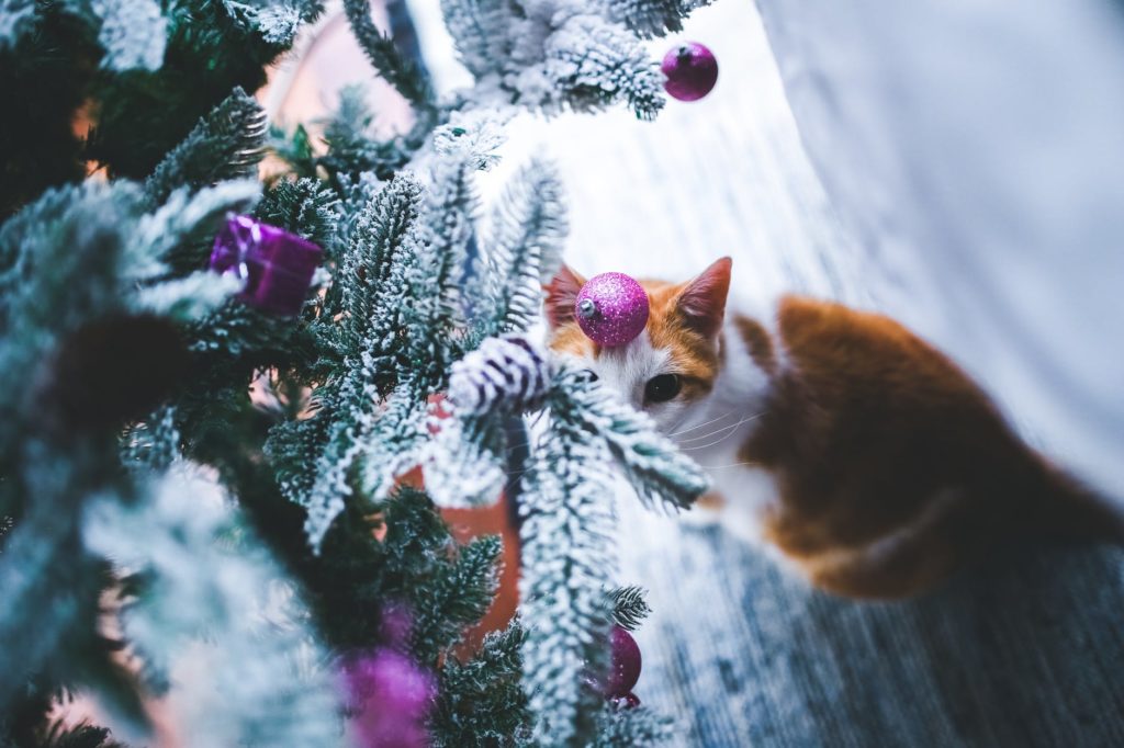 A picture of a cat looking up at a bauble on a Christmas tree.