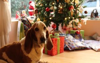 Bassett Hound Dog with Christmas tree