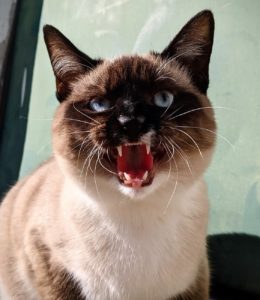 A Siamese breed of cat hissing, mouth open showing teeth