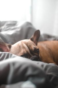 A French Bulldog is snuggled in a duvet on a bed