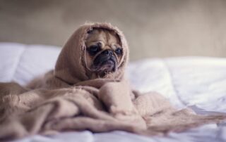 Dog wrapped in blanket safe space