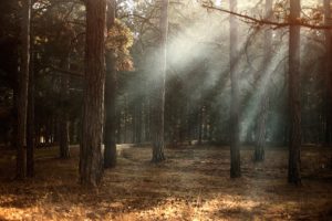 A picture of the sun shining through woodlands, showing an example of the beauty in our environment.