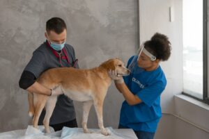 Dog vet exam ready for veterinary referral
