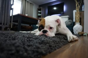 The camera is at floor level looking at a bulldog type dog lying with their feet between their front legs on the floor with a sad expression.