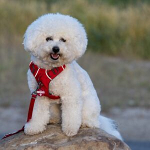 Demo of a Bichon dog showing wearing Y shaped harnesses for dogs with the lead attached to the front clip.