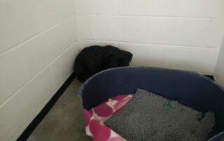 A black staffy cowering and hiding behind his bed in a kennel