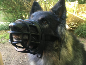 A shepherd type dog is now wearing the muzzle with it done up and looking alert and comfortable.
