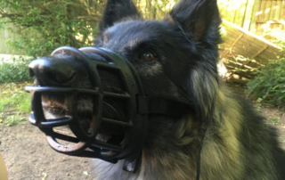 Dog in muzzle