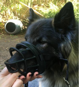 A picture of treats being offered to a sherpherd type dog through the end of the muzzle, the dog's nose is inside the muzzle taking the treat but it is not done up.