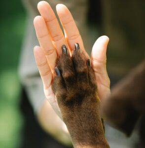 A picture of a dog and human with hand and paw held up together as if in a high five with a feeling of working together and trust in dog nail clipping