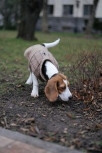 A picture of a beagle wearing a coat and sniffing a plant on a walk demonstrating a version of scentwork for dogs