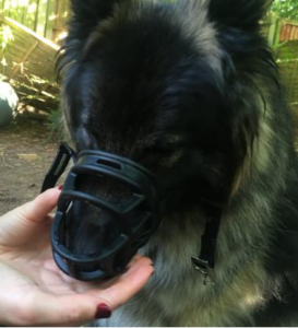 A picture of a shepherd type dog holding his nose still inside the muzzle, the straps are still undone