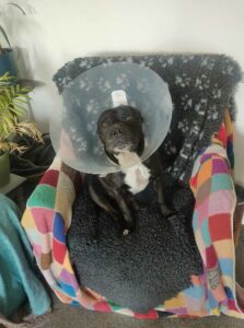 A picture of a staffy wearing a cone due to a veterinary procedure/injury