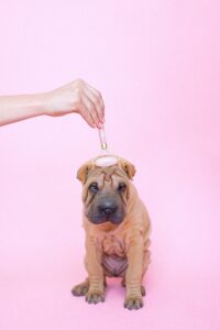 Separation anxiety myths about spoiling your dog; picture of dog getting a head massage