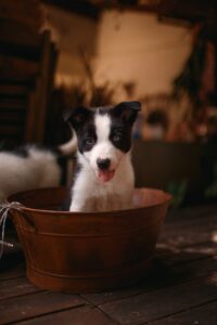 A border collie in a wooden bucket demonstrating a fun angle on changing your dog's stress bucket