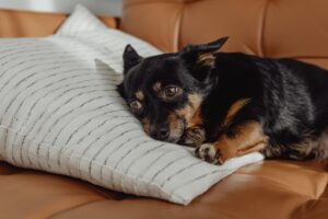 A small dog snuggling up to a cushion on the sofa, feeling safe