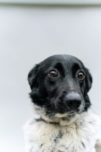 Separation anxiety myths that you should keep leaving your dog alone; a picture of a black and white dog with their ears pinned back, tight/tense muzzle and wide eyes looking anxious