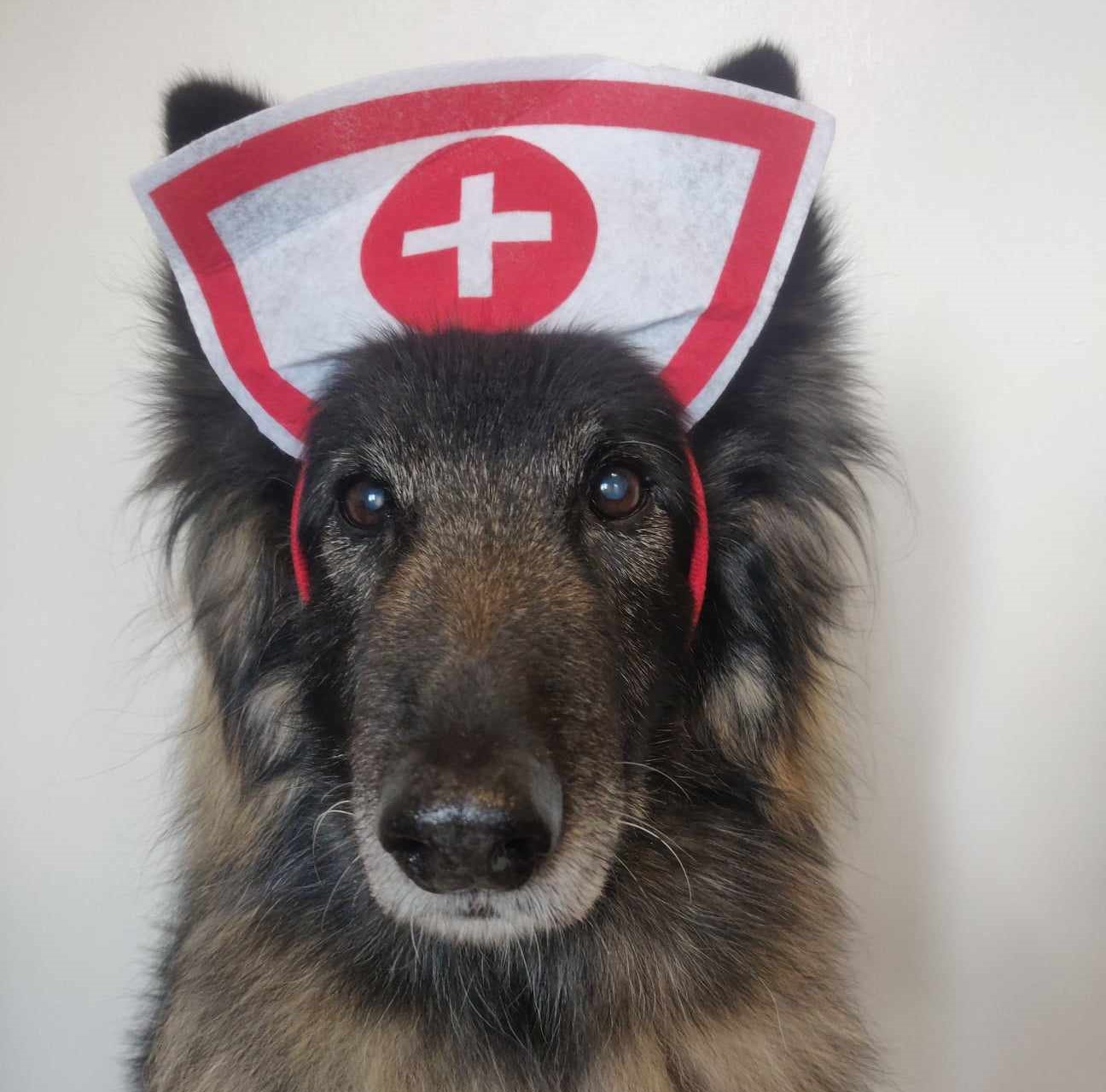Dog hates the vet course dog nurse photo